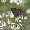 IMG_0855 Ilex Hairstreak